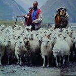 Owce W Gruzji
